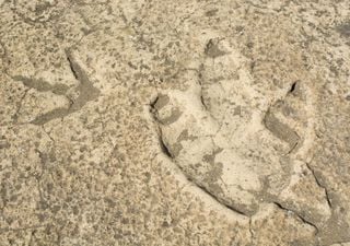 El d&iacute;a que un dinosaurio camin&oacute; por Soria y dej&oacute; su huella para siempre: gu&iacute;a para visitar las icnitas