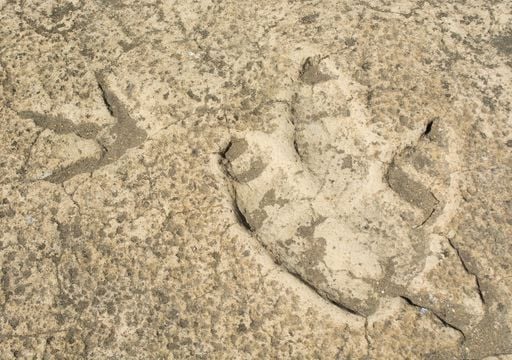 El d&iacute;a que un dinosaurio camin&oacute; por Soria y dej&oacute; su huella para siempre: gu&iacute;a para visitar las icnitas