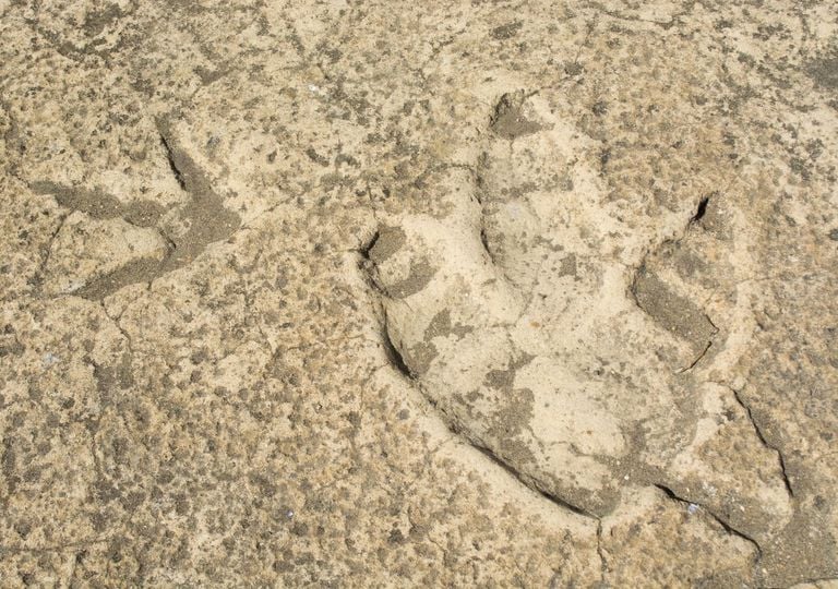 El d&iacute;a que un dinosaurio camin&oacute; por Soria y dej&oacute; su huella para siempre: gu&iacute;a para visitar las icnitas