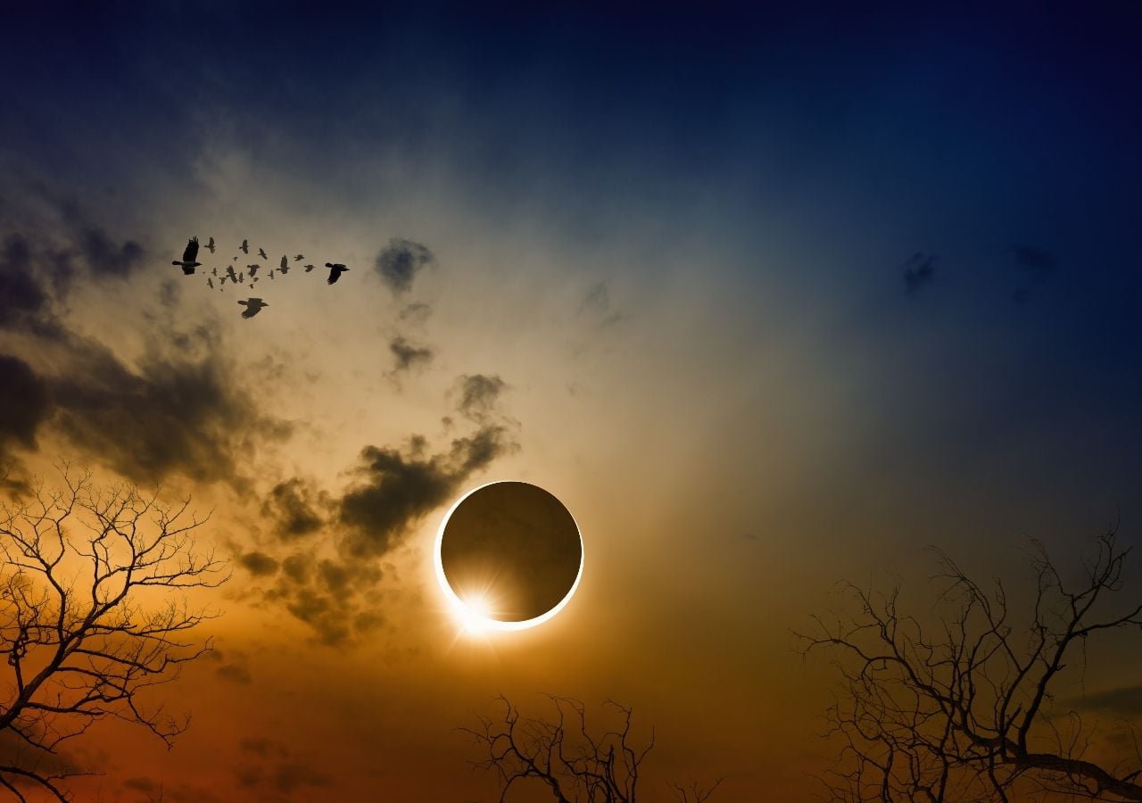 Millones de animales se vieron afectados por la desaparición del Sol a mediodía. El evento demostró la extrema sensibilidad de la vida silvestre a la luz como reguladora de su reloj biológico.
