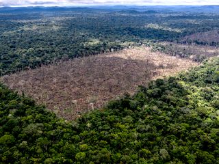 El elevado ritmo de destrucción de los bosques