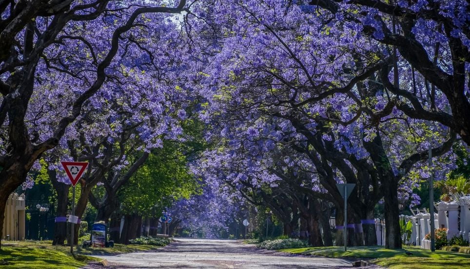 Les cimes violettes des jacarandas parent les avenues de Buenos Aires au milieu du printemps, héritage paysager initié par Carlos Thays à la fin du XIXᵉ siècle.