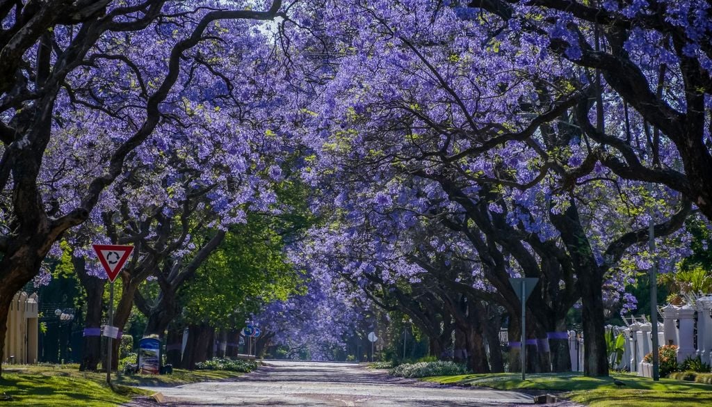 plantas Las copas violetas del Jacaranda visten las avenidas porteñas a mediados de la primavera, un legado paisajístico iniciado por Carlos Thays a fines del siglo XIX.