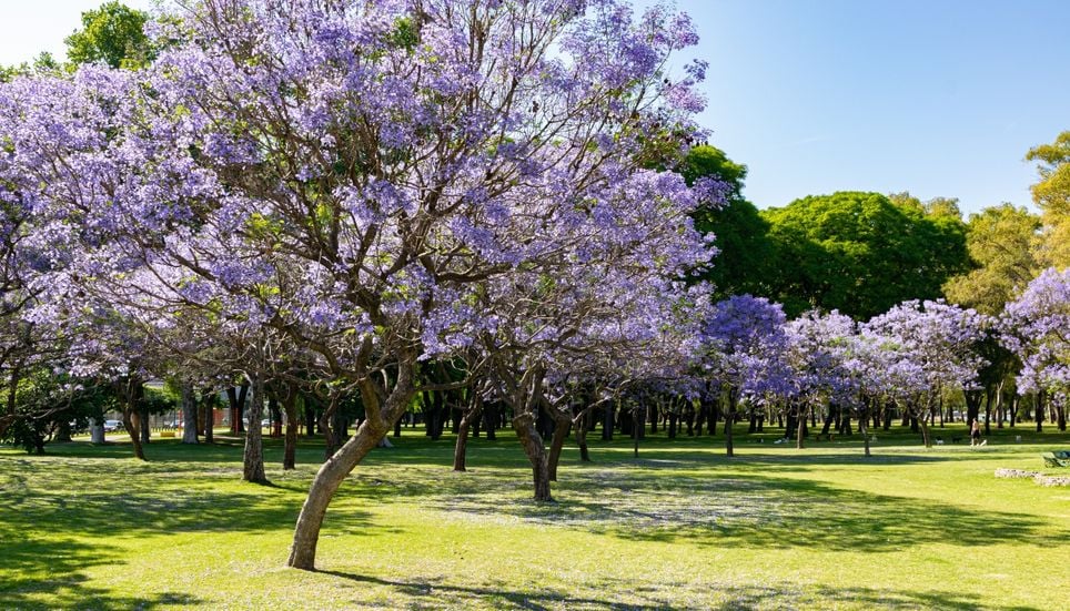 L’une des particularités de cette espèce est qu’elle fleurit sur des branches encore dénudées ; ses feuilles composées et plumeuses n’apparaissent que vers la fin du cycle de floraison.