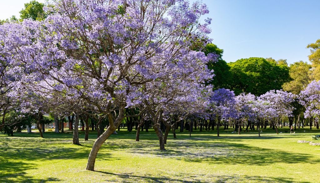 plantas Un rasgo distintivo de la especie es que florece sobre sus ramas aún desnudas; las hojas plumosas y compuestas brotan recién hacia el final del ciclo floral.