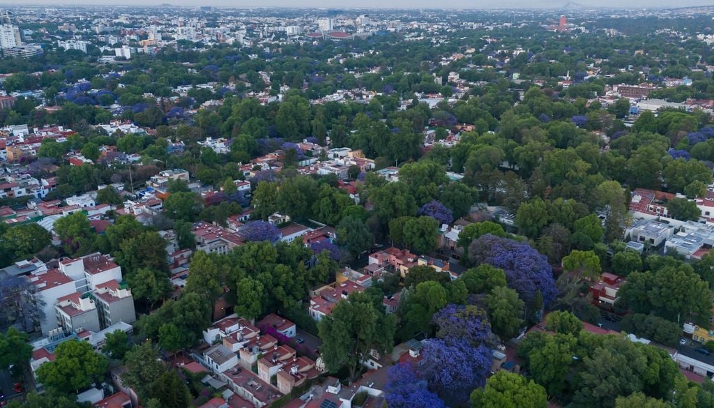 PLantas Según los censos de arbolado urbano, en la Ciudad de Buenos Aires habitan casi 19.000 jacarandás.