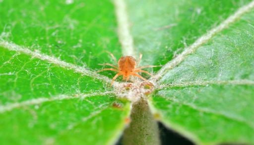 El enemigo silencioso que marchita tus plantas con el calor: c&oacute;mo eliminar la ara&ntilde;a roja de forma natural