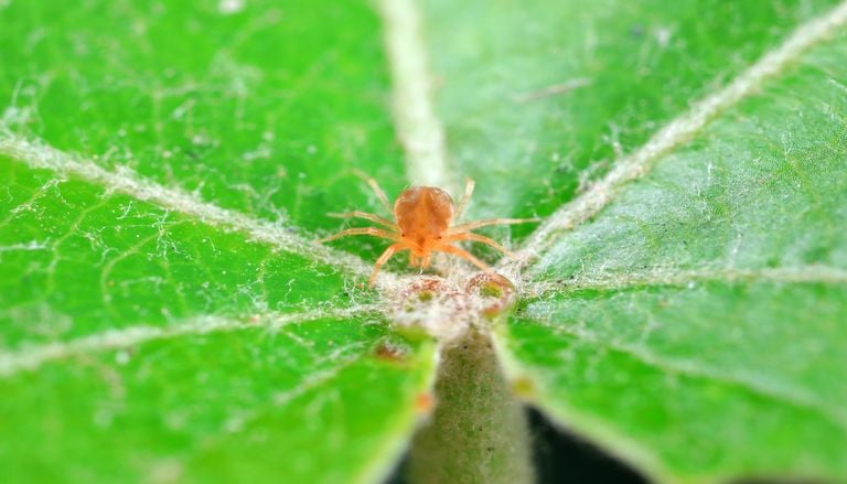 El enemigo silencioso que marchita tus plantas con el calor: c&oacute;mo eliminar la ara&ntilde;a roja de forma natural