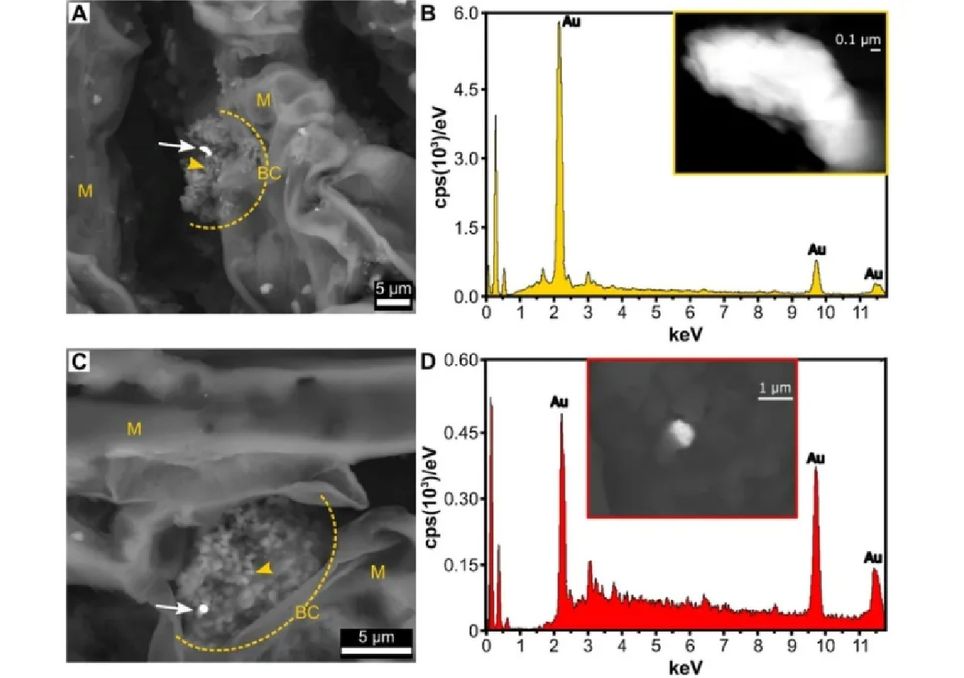 Microscopía electrónica de barrido (SEM) que muestra nanopartículas de oro en el tejido de una aguja de abeto rojo, colonizado por bacterias. Fuente: Environmental Microbiome (2025)