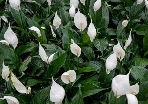 El error com&uacute;n y silencioso que impide que tu Cuna de Mois&eacute;s florezca, seg&uacute;n expertos en plantas