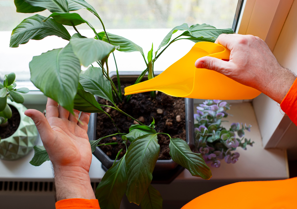 Arriba de 60% de humedad relativa la Cuna de Moisés activa mejor su capacidad de floración.