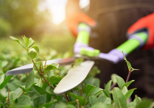 El error de jardiner&iacute;a que no pod&eacute;s cometer: qu&eacute; podar en agosto para que tu jard&iacute;n explote de color en primavera