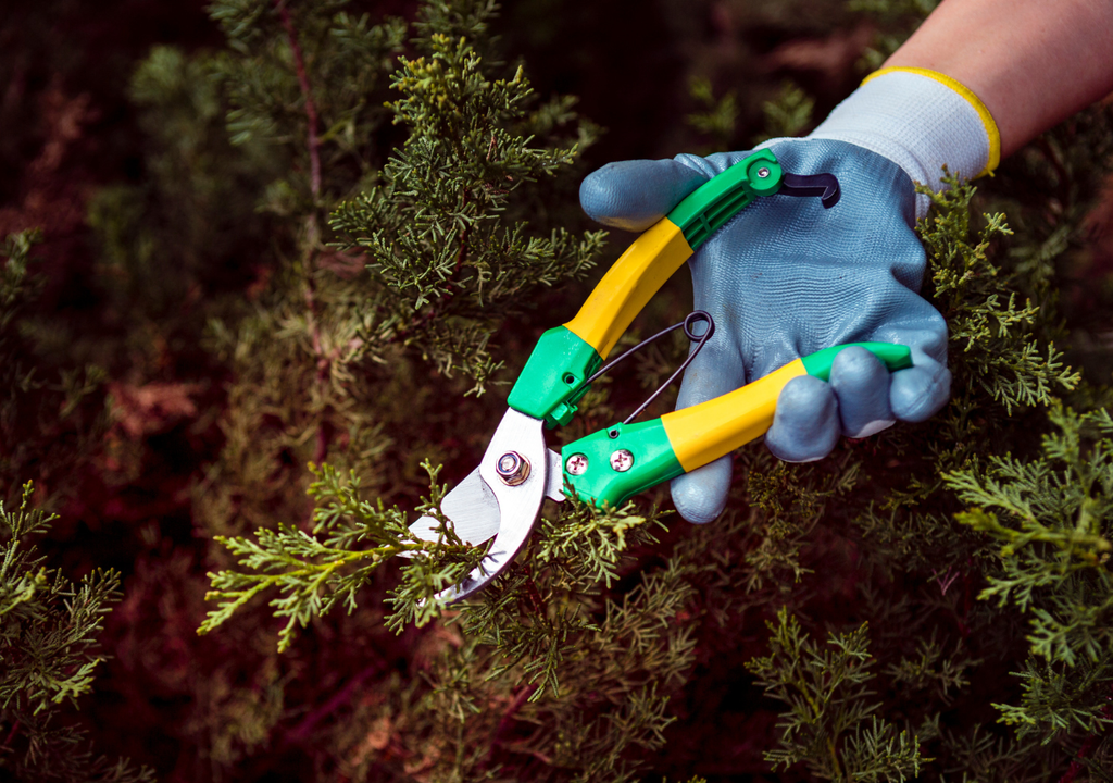 Poda de agosto Tras algunos meses "dormidas", las plantas comienzan a gastar energía a fines de invierno y es momento de prepararlas para la nueva floración.