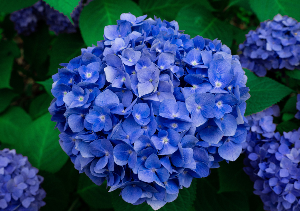 Poda de agosto Aunque muchos suelen tener miedo a la poda de las hortensias, un trabajo bien hecho garantiza nuevas y radiantes flores en primavera.