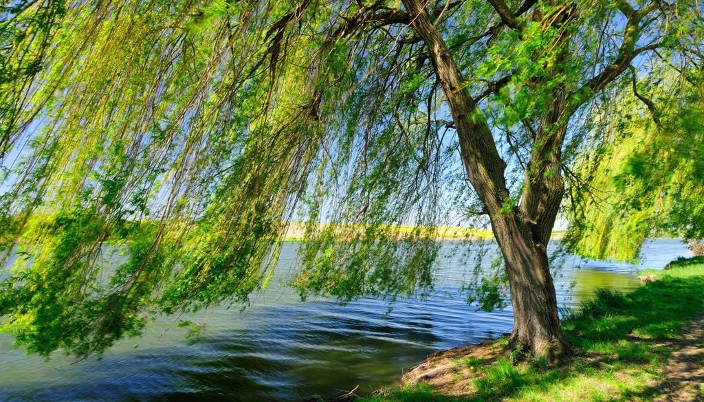 plantas Los sauces están adaptados a ambientes húmedos y desarrollan raíces capaces de explorar grandes superficies en busca de agua.