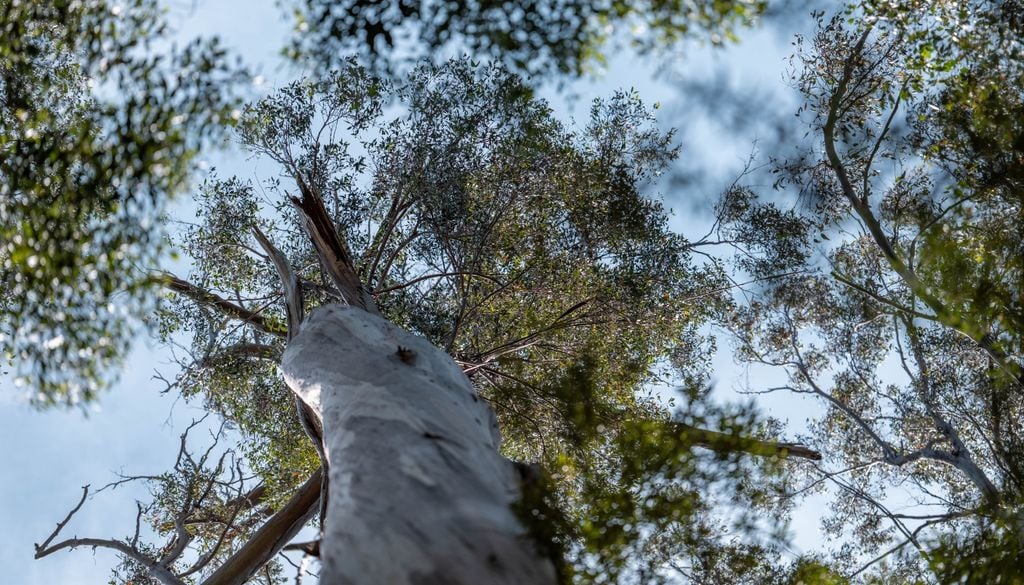 plantas El eucalipto es un árbol de gran porte que necesita espacio para desarrollar su copa y su sistema radicular durante décadas.