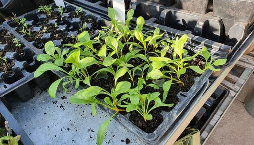 El error de septiembre que puede atrasar todo tu huerto esta primavera