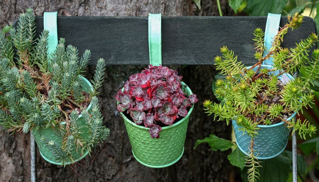 sedum La pudrición suele comenzar bajo la superficie, mucho antes de que las hojas muestren los primeros síntomas.