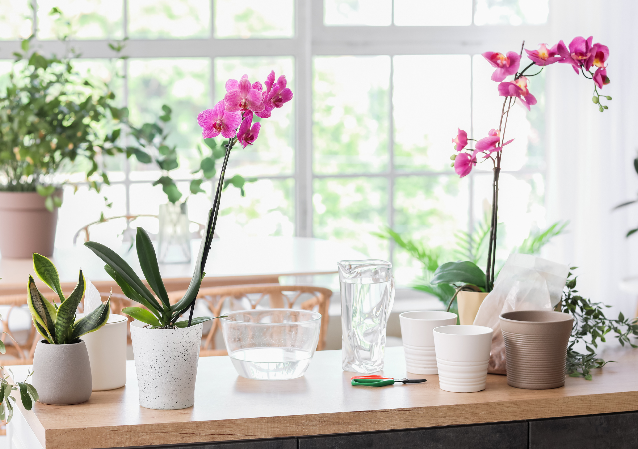 Las orquídeas producen hormonas de estrés cuando reciben poca luz, lo que bloquea la floración.