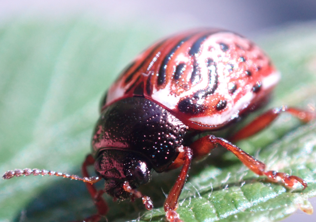 escarabajo; adaptacion; resiliencia; evolucion; vegetacion; bosque; naturaleza; ecologia