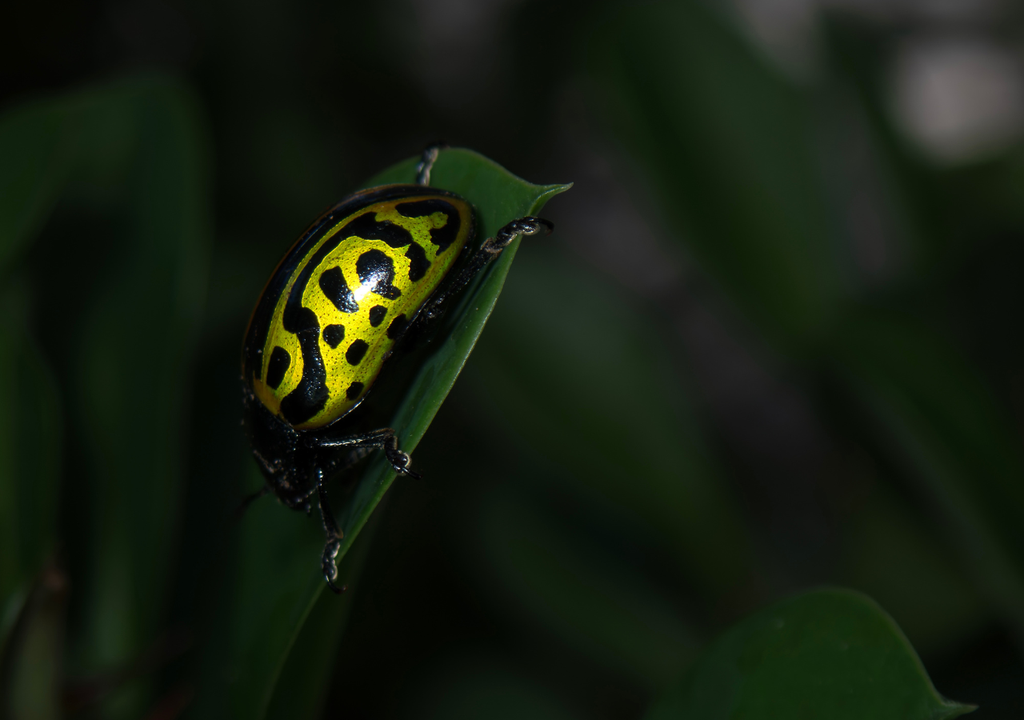 Mexico; escarabajo; biodiversidad; endemico; ecologico; bosque; insectos
