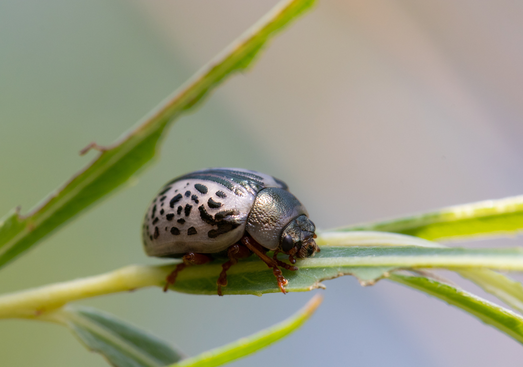escarabajos; Calligrapha; caligráfico; naturaleza; biodiversidad; evolucion; adaptacion; bosques; clima
