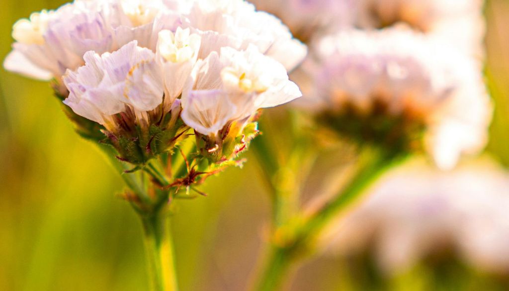 Limonium estevei Cuando una especie abundante se mezcla con otra muy localizada, existe el riesgo de que sus genes acaben diluyendo a la más vulnerable