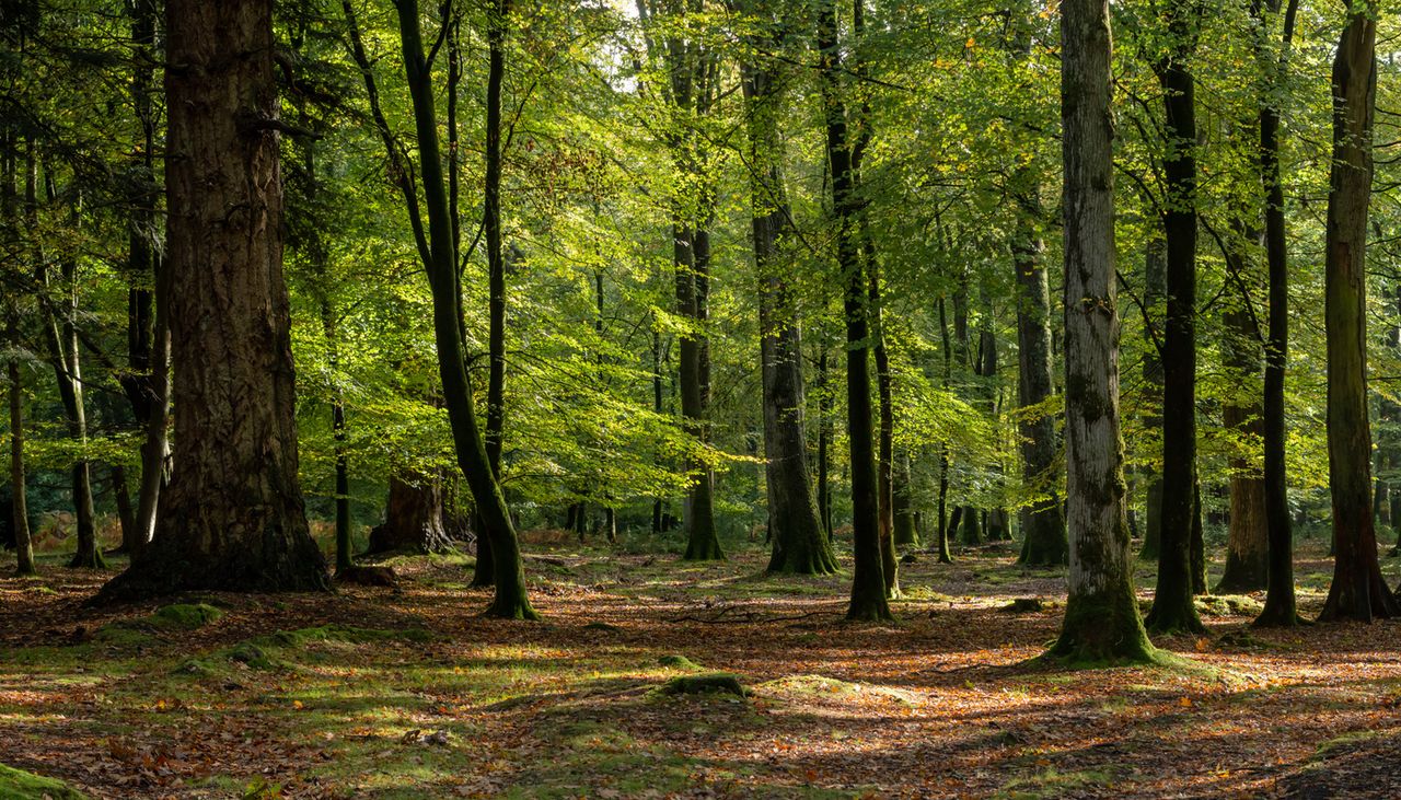 Cada es más evidente que los bosques son una barrera frente al calor extremo.