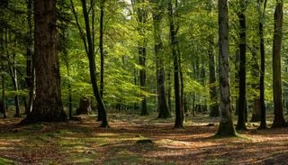 El escudo t&eacute;rmico del planeta: as&iacute; sobrevive un bosque antiguo a las sequ&iacute;as extremas frente a los &aacute;rboles nuevos