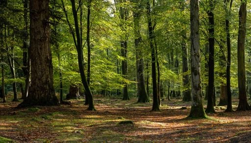 El escudo t&eacute;rmico del planeta: as&iacute; sobrevive un bosque antiguo a las sequ&iacute;as extremas frente a los &aacute;rboles nuevos
