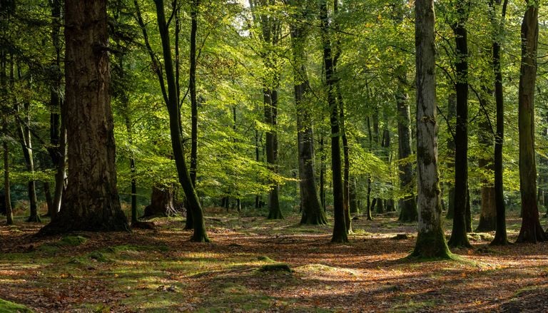 El escudo t&eacute;rmico del planeta: as&iacute; sobrevive un bosque antiguo a las sequ&iacute;as extremas frente a los &aacute;rboles nuevos