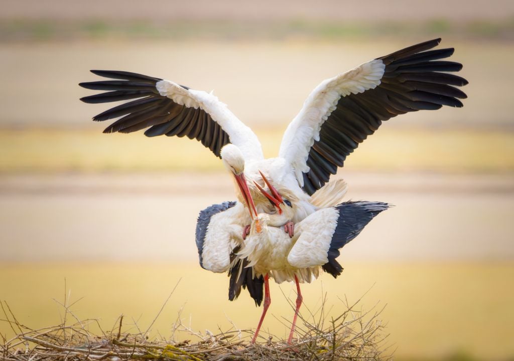 Cigüeñas apareándose en el Parque Nacional de Doñana.