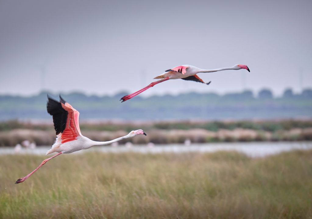 Pareja de Flamencos volando en las marismas de Doñana.
