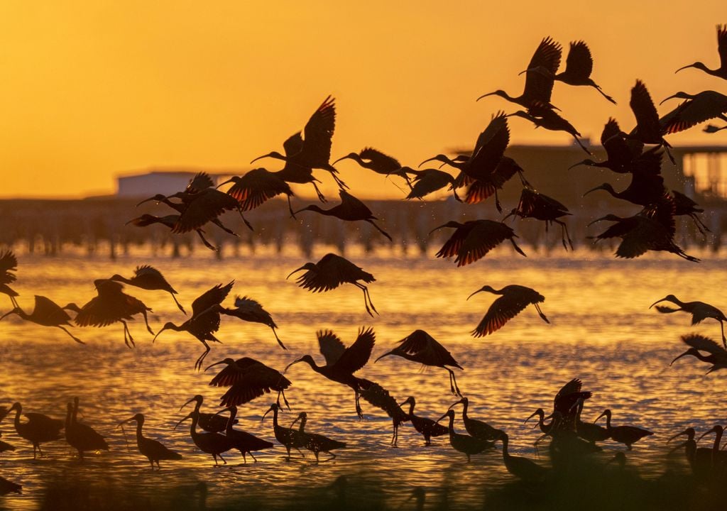 Moritos comunes durante una puesta de sol en el Delta del Ebro.