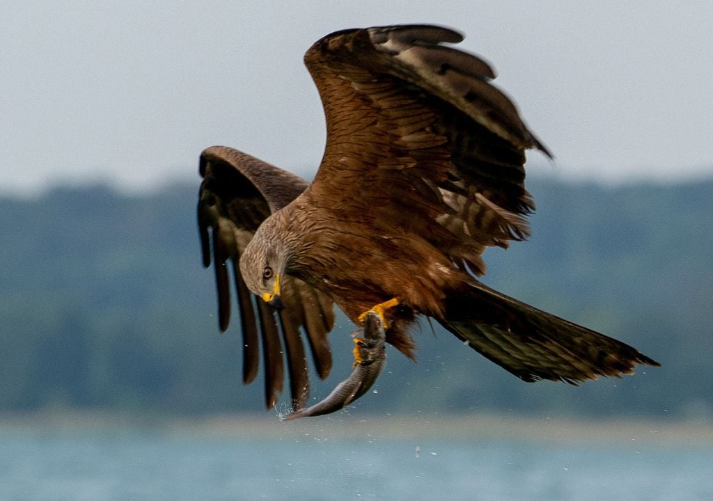 El milano negro es una de las 28 especies de rapaces que cruzan desde África a Europa por el Estrecho de Gibraltar.