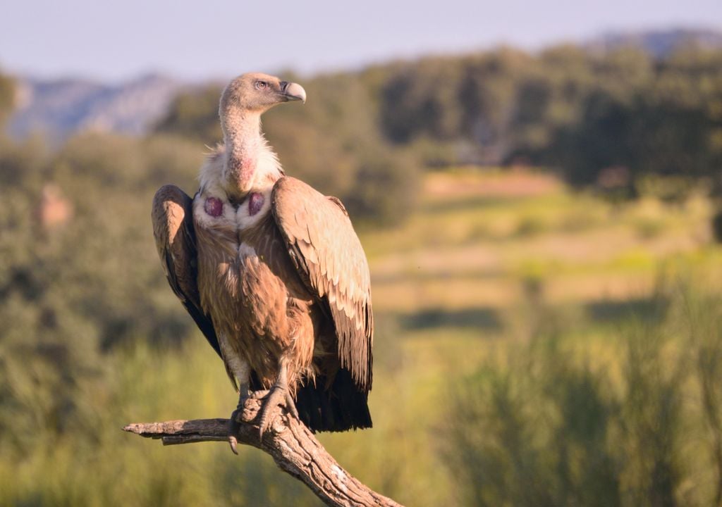 Buitre leonado en el Parque Nacional de Monfragüe.