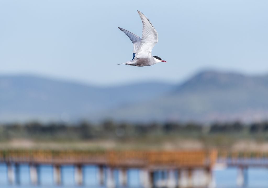 Charrán bigotudo volando en las tablas del Parque Nacional de Daimiel.