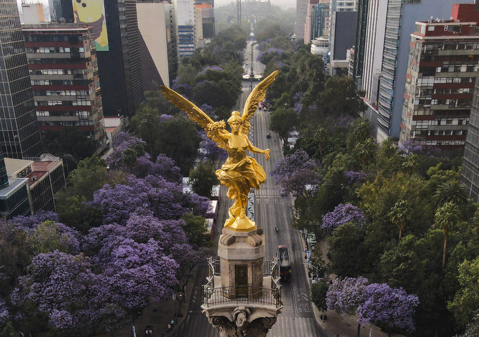 El espectáculo natural que transforma Ciudad de México: así lucen las jacarandas en Reforma, Alameda y Coyoacán. Noticias en tiempo real