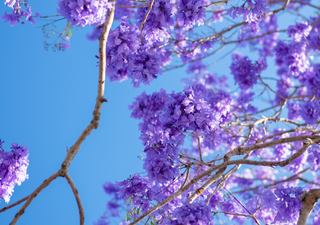 El espectáculo natural que transforma Ciudad de México: así lucen las jacarandas en Reforma, Alameda y Coyoacán