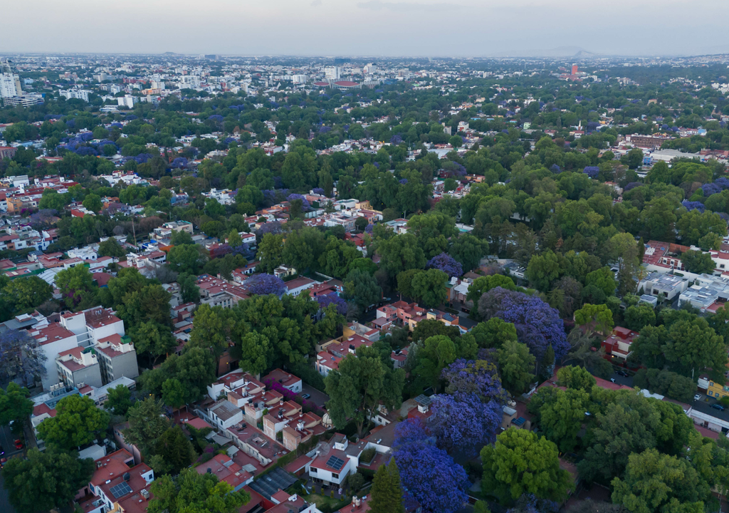 CDMX; delegaciones; floracion; primavera; clima; estaciones; naturaleza CDMX; delegaciones; floracion; primavera; clima; estaciones; naturaleza