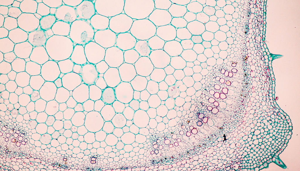 Imagen al microscopio de los estomas de una planta