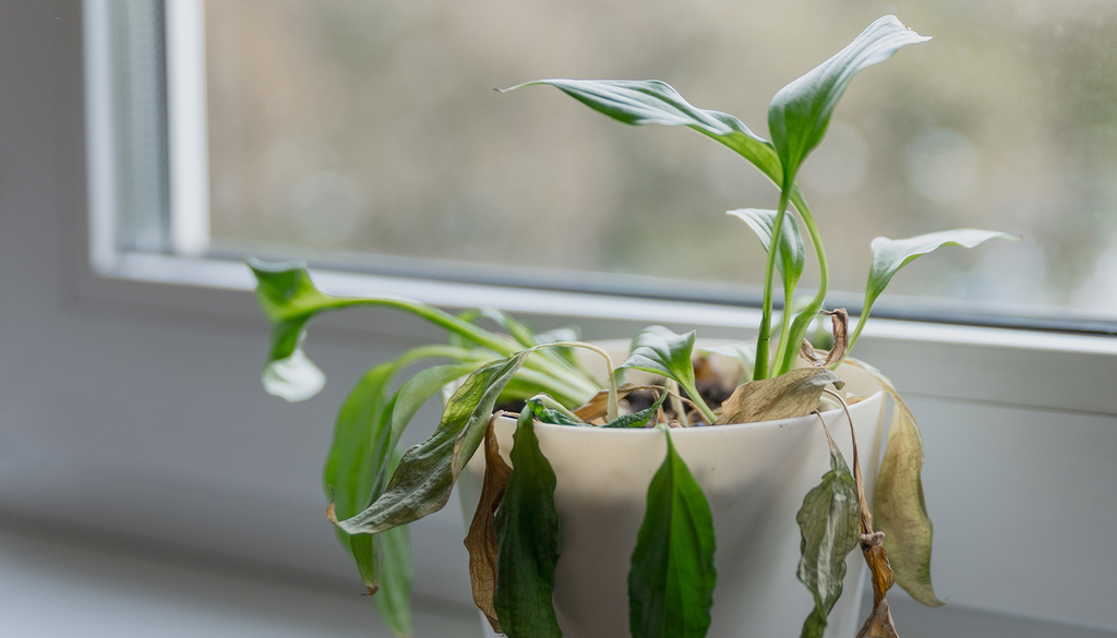 El constante estrés hídrico provoca marchitez en los vegetales