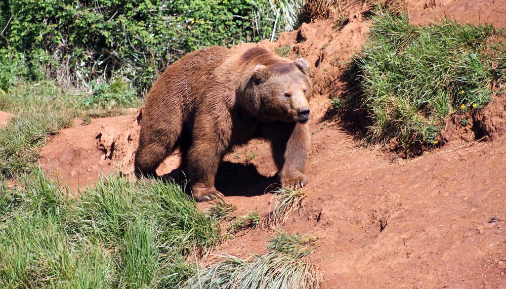 Aunque en los últimos años se ha avanzado en la recuperación de la especie, quedan menos de 400 ejemplares de oso cantábrico.