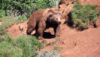 El estr&eacute;s t&eacute;rmico asfixia al oso pardo cant&aacute;brico: la especie limita sus movimientos, siguiendo la sombra del bosque