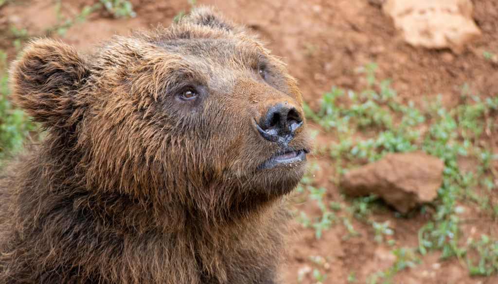 Joven ejemplar de oso pardo cantábrico en el Parque de la Naturaleza de Cabárceno.