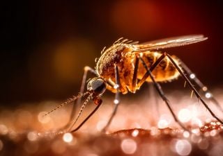 El estudio de dos fósiles del Cretácico Inferior revela que los mosquitos macho perdieron su capacidad de chupar sangre