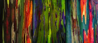 El eucalipto arcoiris