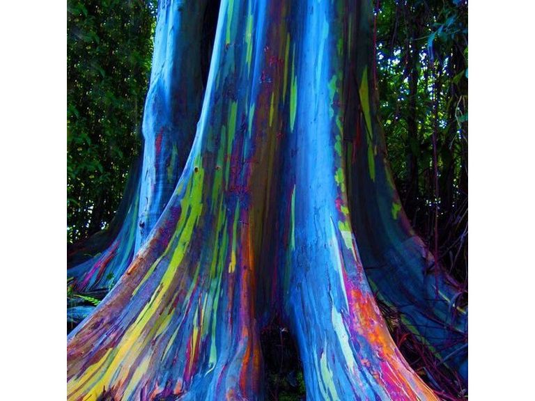 El Eucalipto Arcoiris El Eucalipto Arcoiris