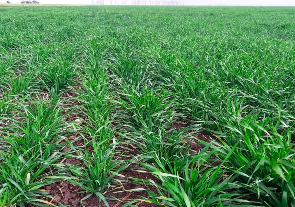 trigo Lotes con trigo; en desarrollo vegetativo, variedad ciclo intermedio, muy buen a excelente estado, en el centro del departamento Castellanos, provincia de Santa Fe. Gentileza: Bolsa de Comercio de Santa Fe.