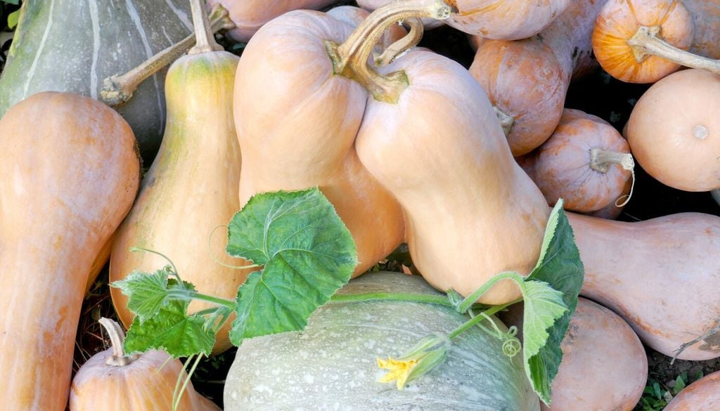 Aunque la cáscara sea dura, los golpes pueden generar daños internos o microfisuras invisibles que, con el tiempo, se transforman en focos de deterioro.